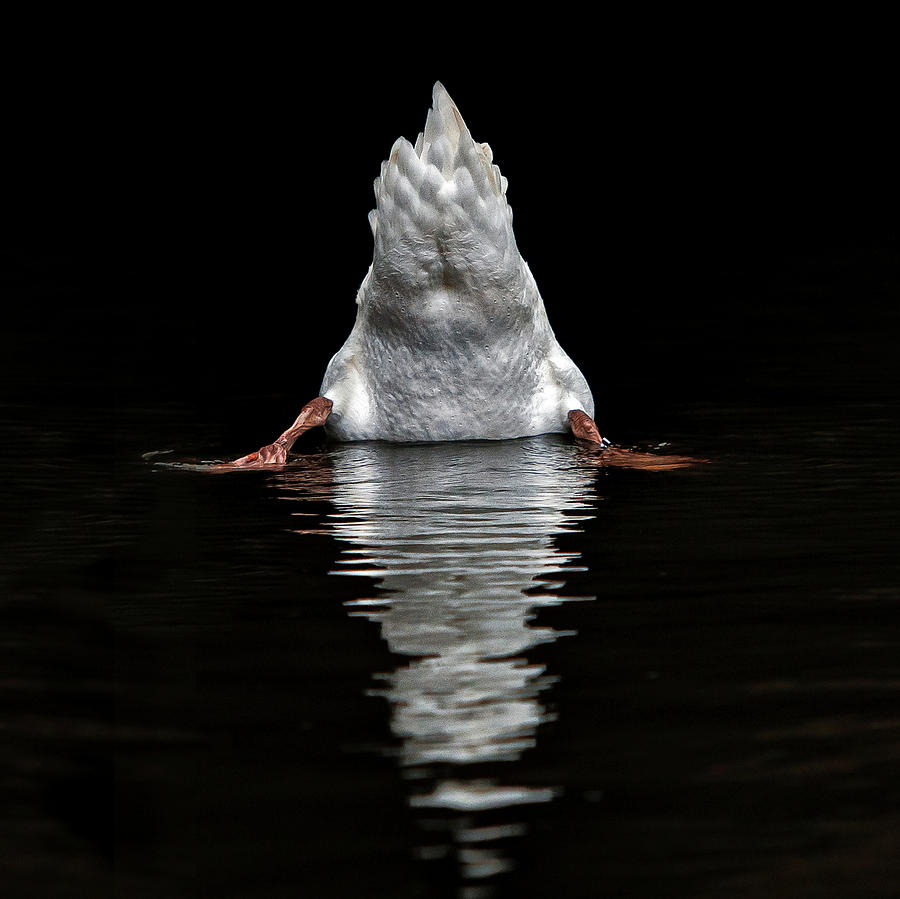 Swan Photograph - I Dont Like Photographers ! by Piet Flour