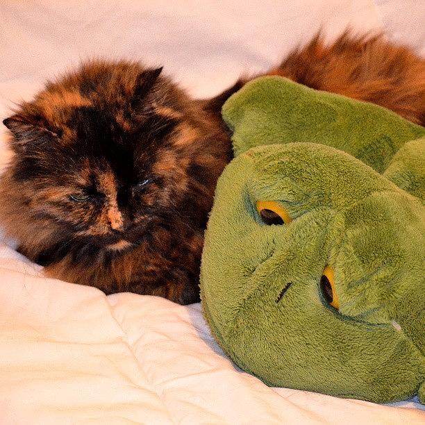 I Dont Like You Frog Photograph by Jinxi The House Cat
