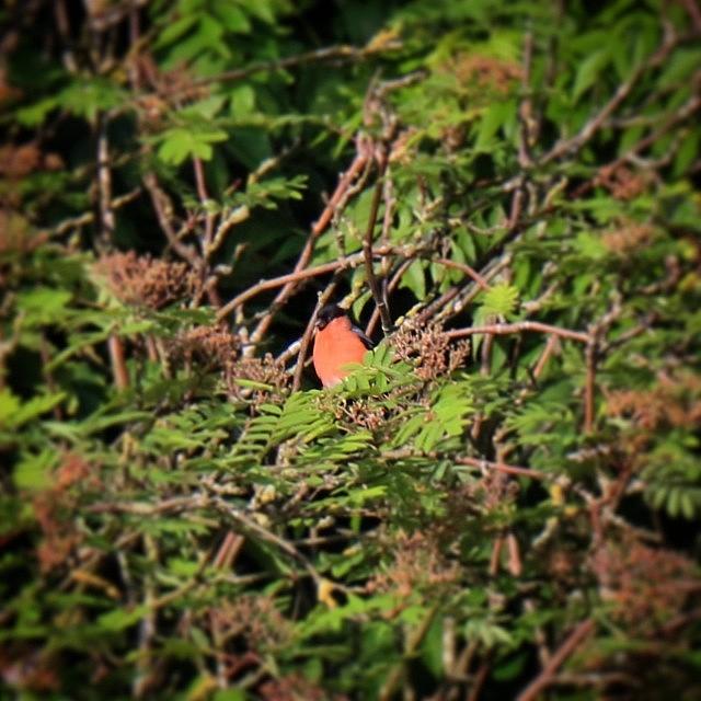 Nature Photograph - I Dont Often See Bullfinches In Our by Miss Wilkinson