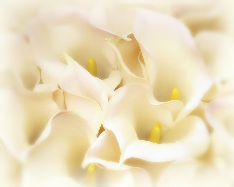 I dreamed of Calla Lilies Photograph by Gigi Ebert