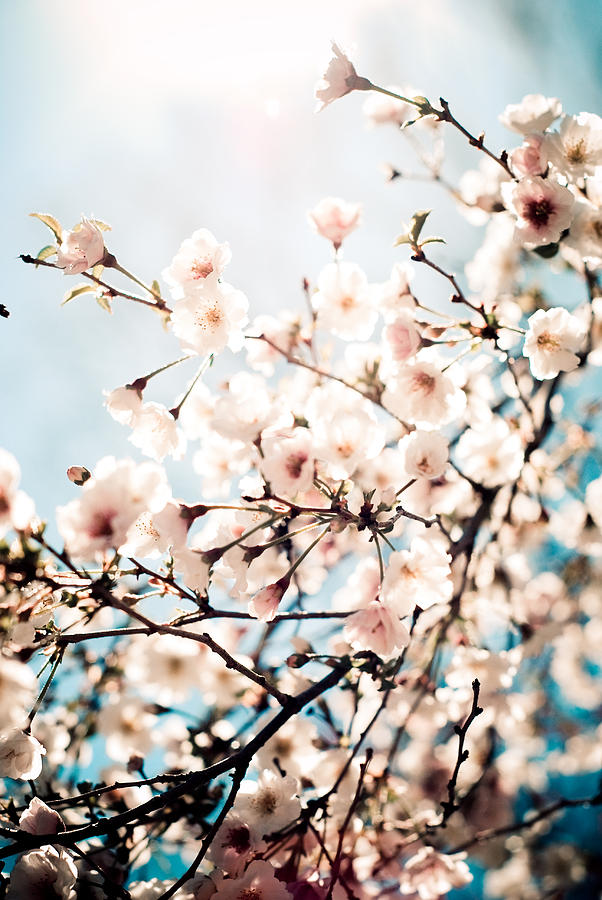 Flower Photograph - I Dreamt of Spring by Olivia StClaire