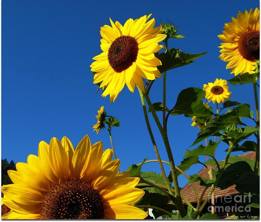 I girasoli dietro casa mia - Sunflowers in the field behind my house. Photograph by Mariana Costa Weldon