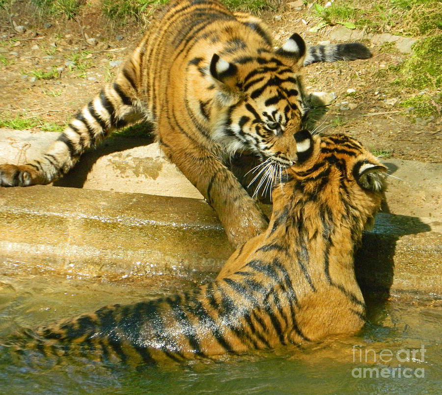 Tiger Photograph - I Gotcha - Twin Tiger Cubs At Play by Emmy Marie Vickers
