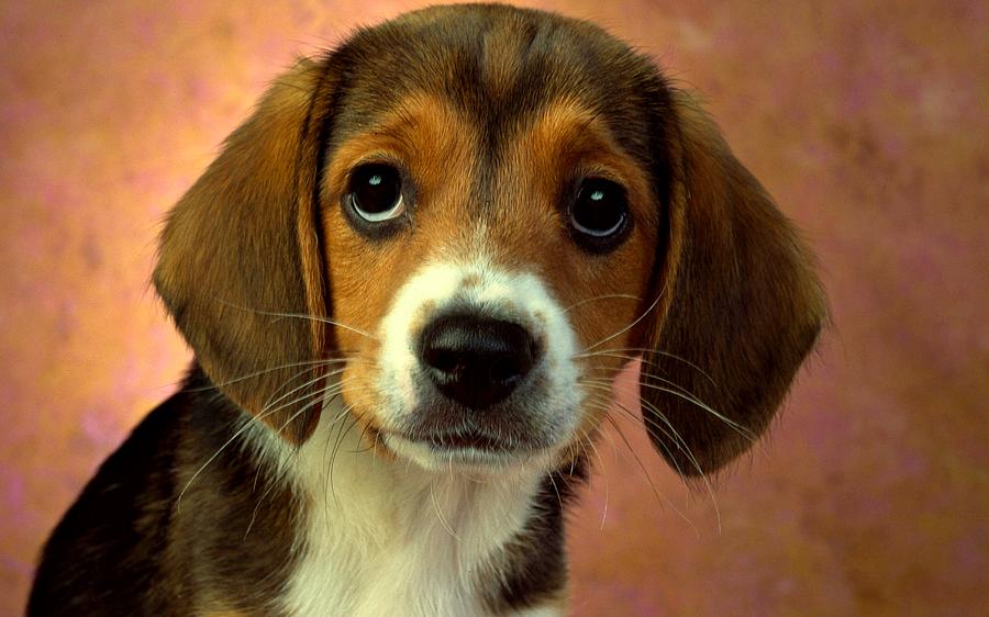 Beagle Photograph - I Had To Go by Movie Poster Prints