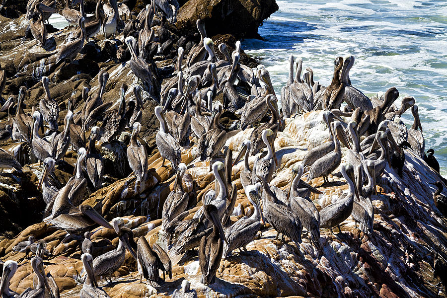 Pelican Photograph - I Hate These Family Reunions by Robert Woodward