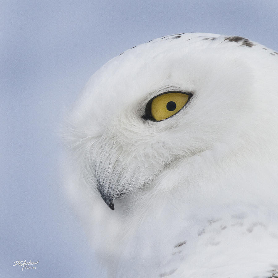 I have my eye on you Photograph by Don Anderson