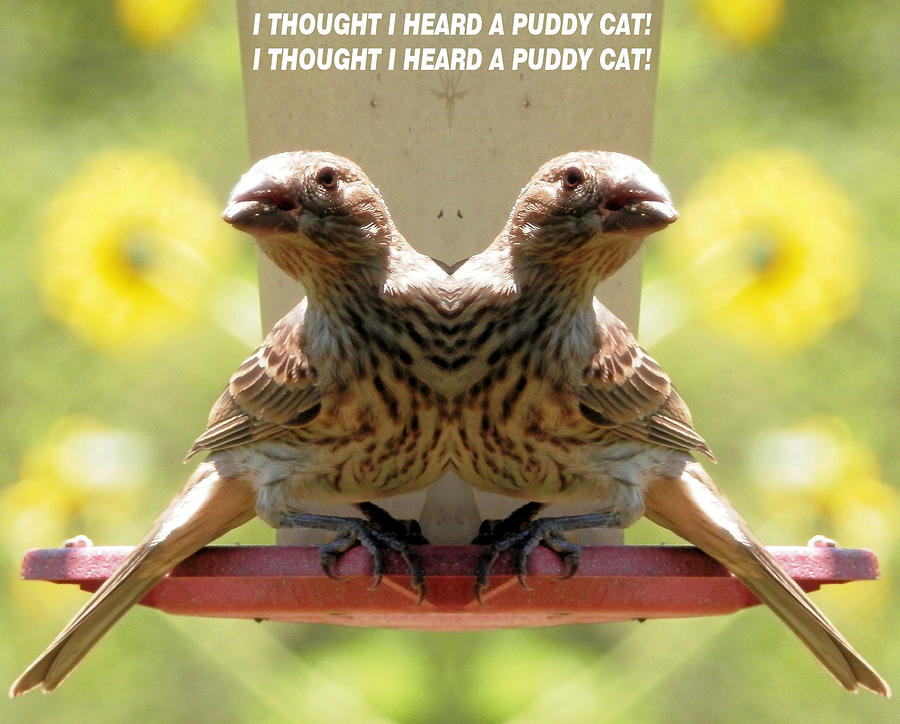 I Thought I Heard a Puddy Cat Photograph by Belinda Lee