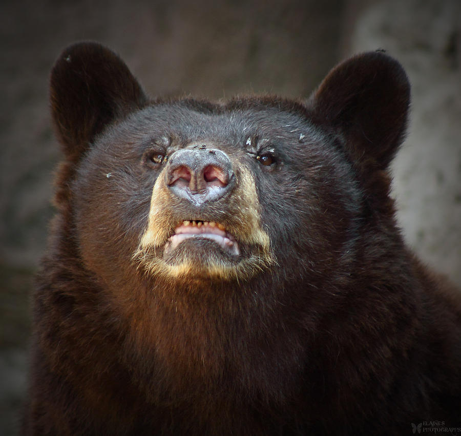 Black Bear Photograph - I Heart You by Elaine Malott