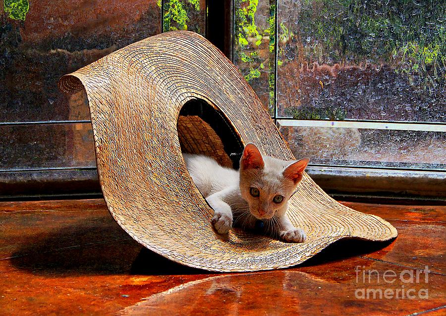 Cat Photograph - I Just Love My New Hat by John  Kolenberg