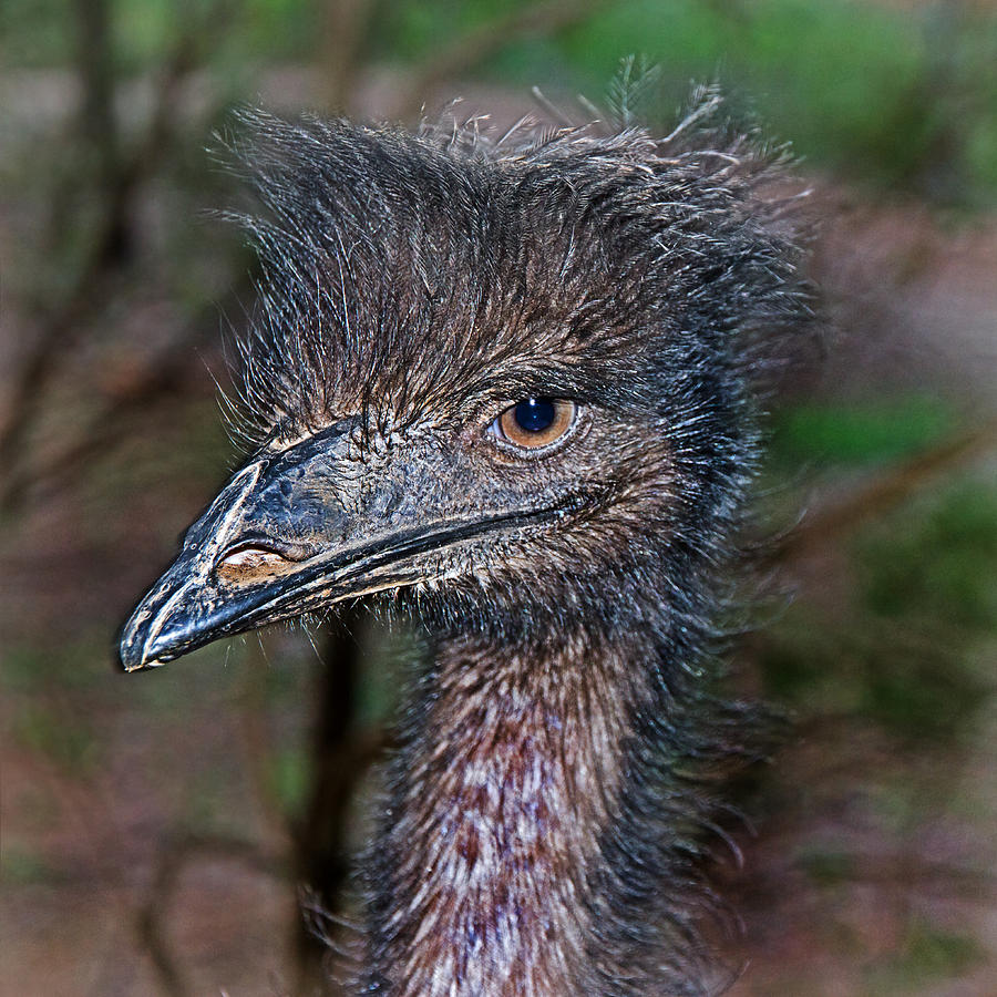 Nature Photograph - I Know I am a Good Looking Emu by Miroslava Jurcik