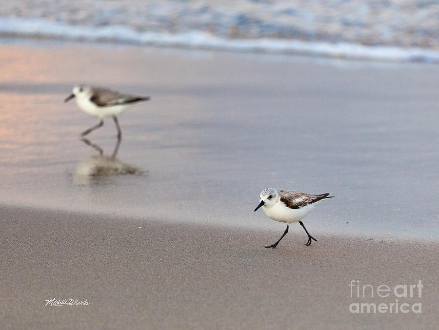 Sandpiper Photograph - I Know Youre Out There Somewhere by Michelle Constantine