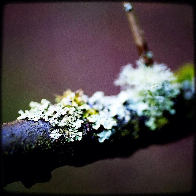 Igers Photograph - I Lichen. #instagood #picoftheday by Kevin Smith