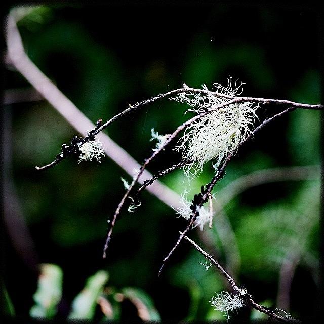 Igers Photograph - I Lichen This. #instagood #picoftheday by Kevin Smith
