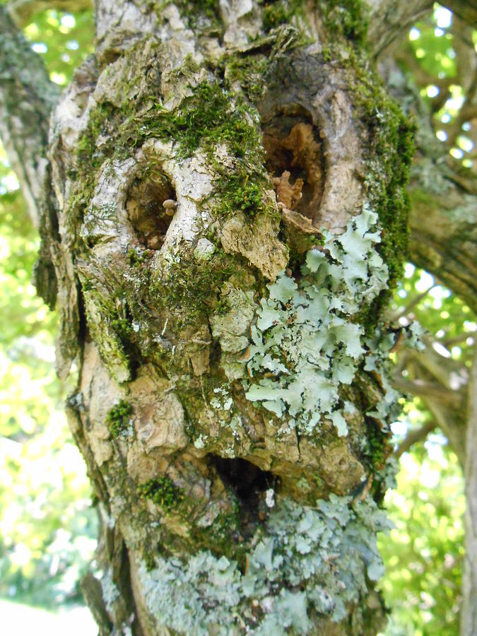 Tree Photograph - I Lichen You A Lot by Diannah Lynch