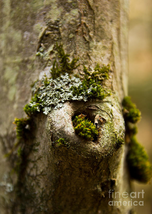I Lichen Your Knot Photograph by Brad Marzolf Photography