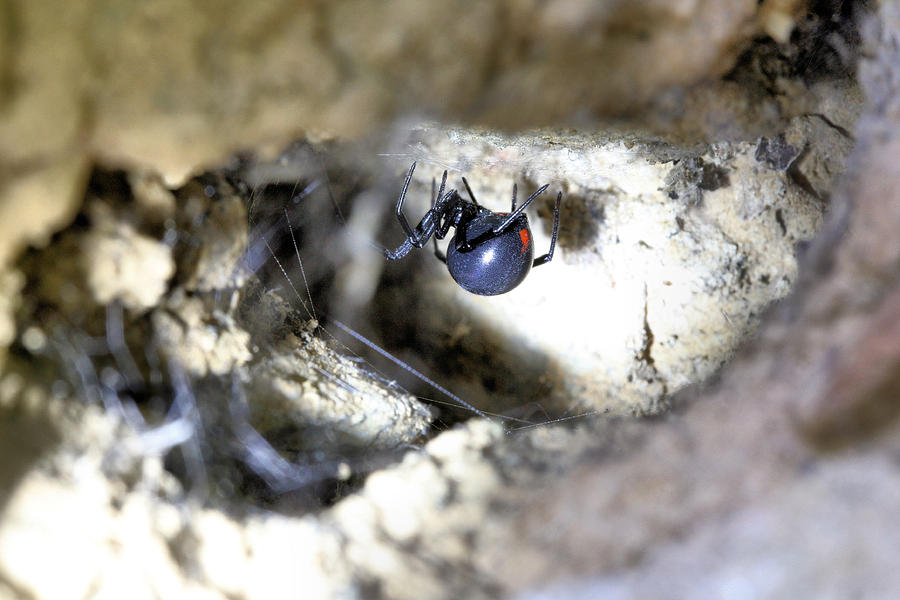 Black Widow Photograph - I like Big Butts by JC Findley