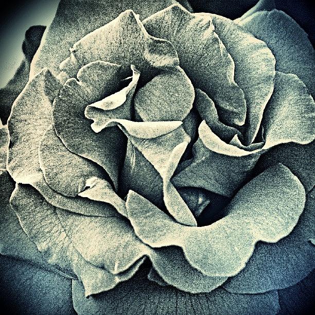 Nature Photograph - I Like Roses In Black And White, They by Dalan Swenson