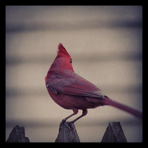 Wildlife Photograph - I Like The #mohawk #cardinal #red #bird by Robb Needham