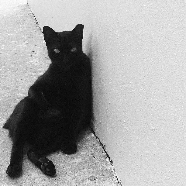 I Love Black Cats. #iamnotawitchiswear Photograph by S H A N I