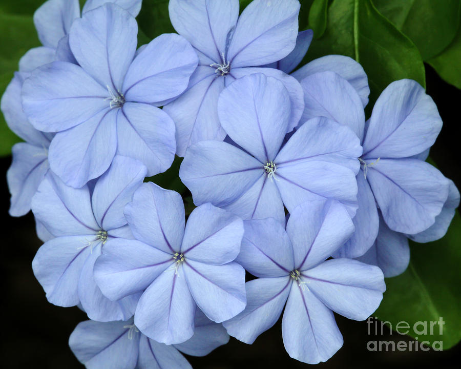 I Love Blue Flowers Photograph by Sabrina L Ryan