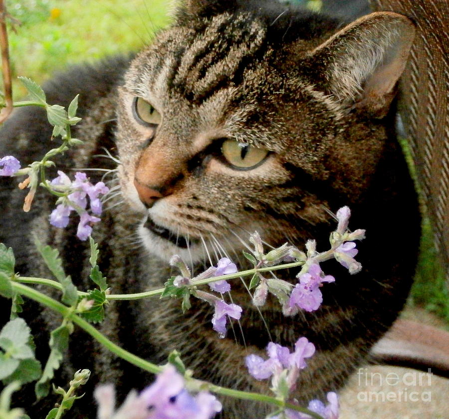 I Love Catnip My Mommy Grows For Me Photograph by Eunice Miller