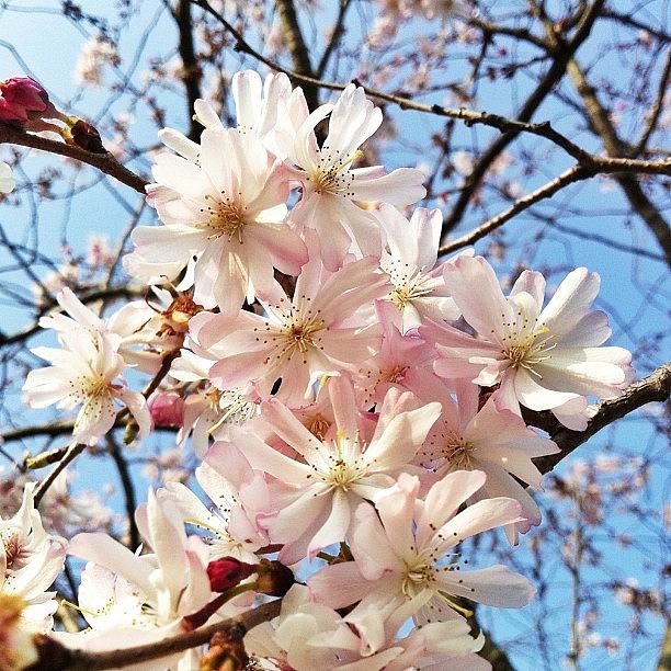 Spring Photograph - 💗🌸i Love Cherry Blossom 🌸💗 by Rohiem Ab