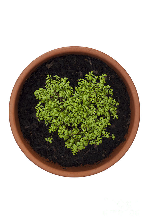 Nature Photograph - I Love Cress by Anne Gilbert