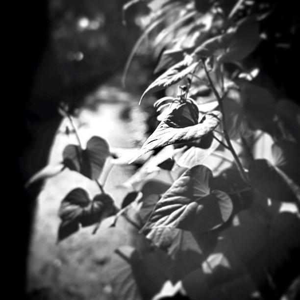 Bw Photograph - I Love Finding Pretty Light And Heart by Diana Daley