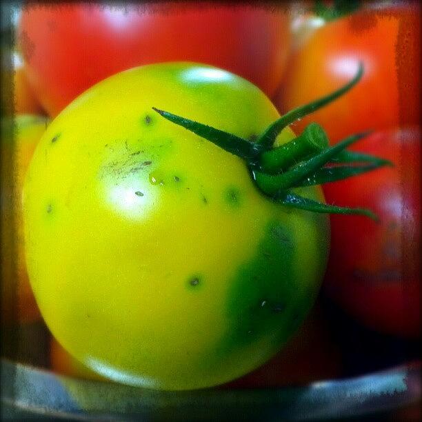Tomato Photograph - I #love Growing #veggies, Especially by Lady Green