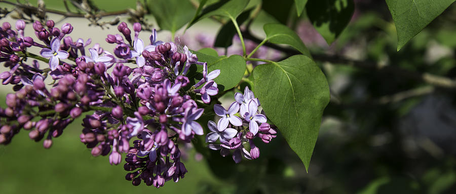 I Love Lilacs Photograph by Thomas Young