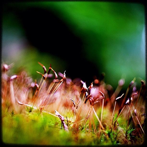 Igers Photograph - I Love Little Tiny Moss Forests by Kevin Smith