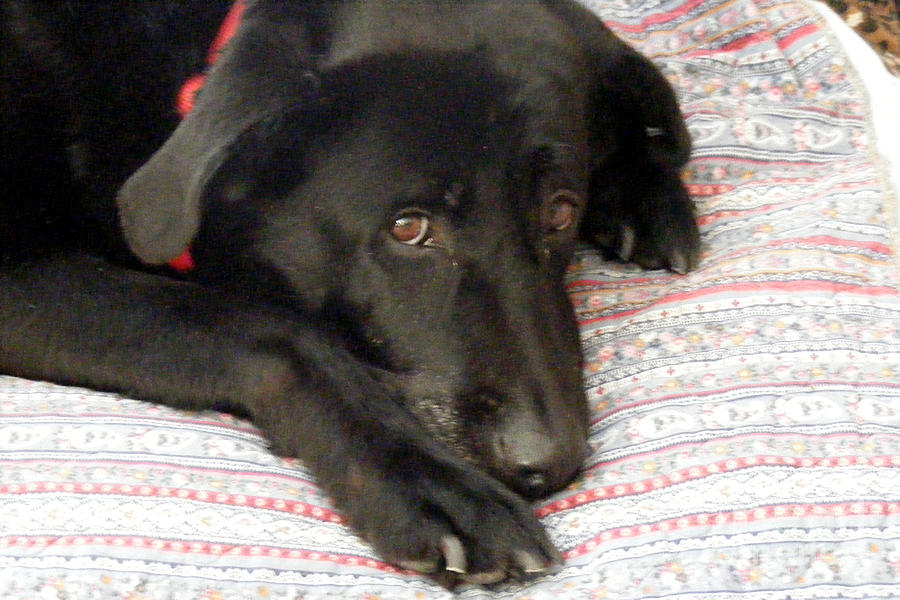 I Love My Blanket - Black Lab - Dog Photograph by Barbara A Griffin ...