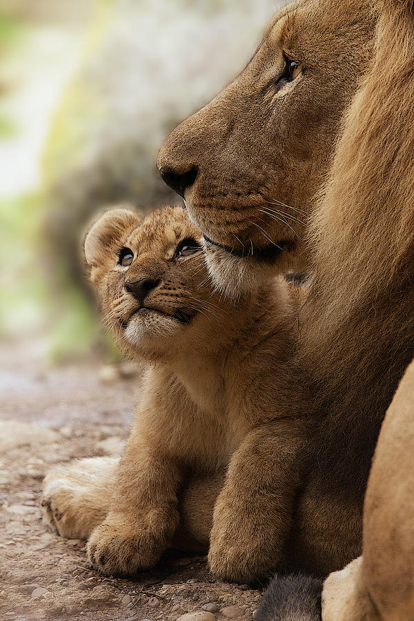 Lion Photograph - I love my Daddy by Christine Sponchia