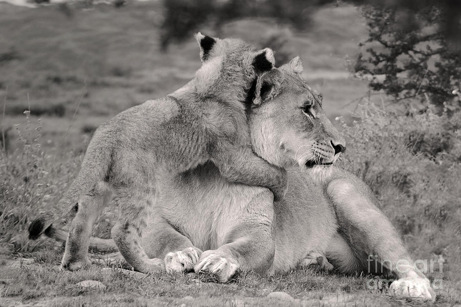 Lion Photograph - I love my Momi by Christine Sponchia