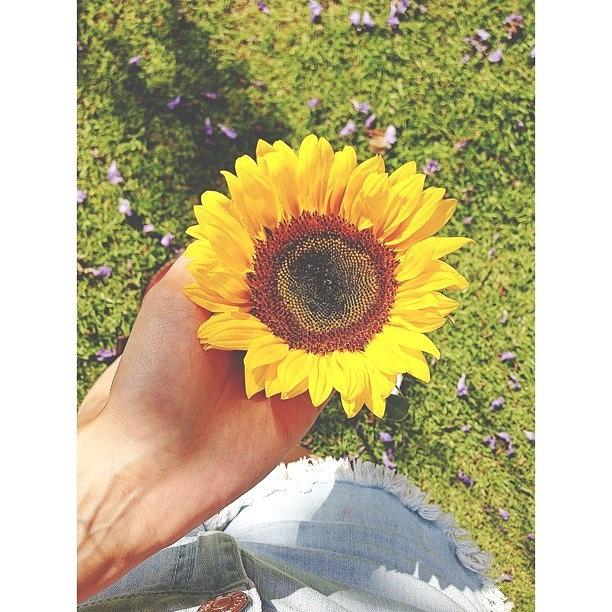 I Love My Sunflower <33 ☀🍃💕🌻 Photograph by Lynn Ohh