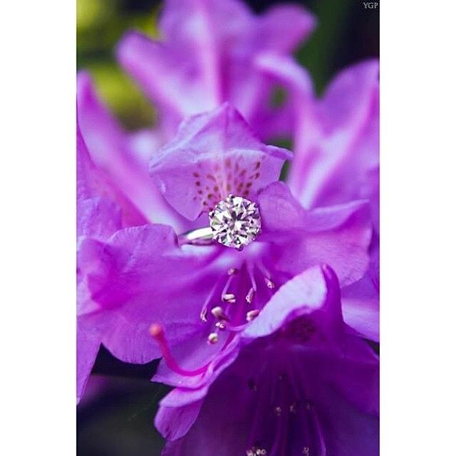 Toledo Photograph - I Love Purple Flowers 💜 @jdev32 by Yana Galanin