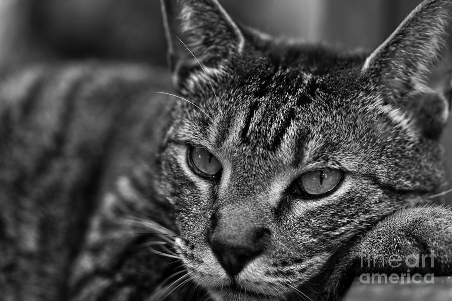 Cat Photograph - I Love Sleep by David Rucker