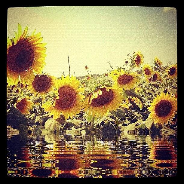 I Love Sunflowers! 😊❤🌻 Photograph by Fallon Henderson