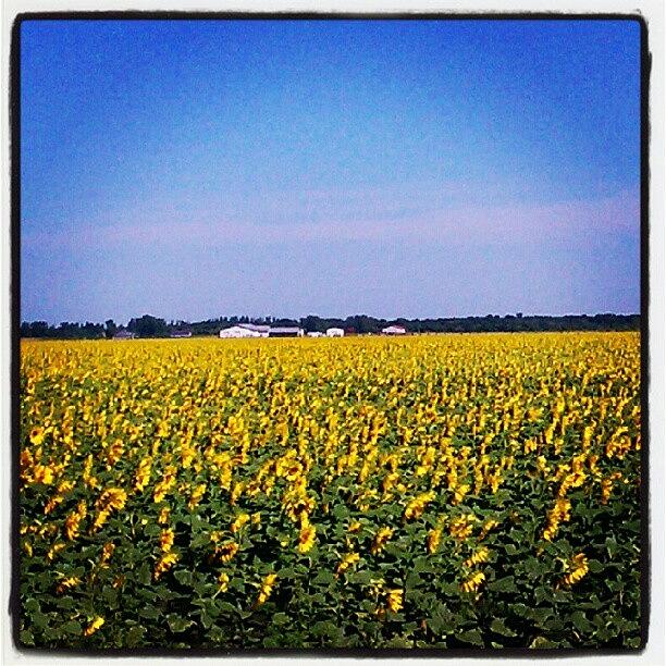 I Love Sunflowers! :o) Photograph by Sandra Denman