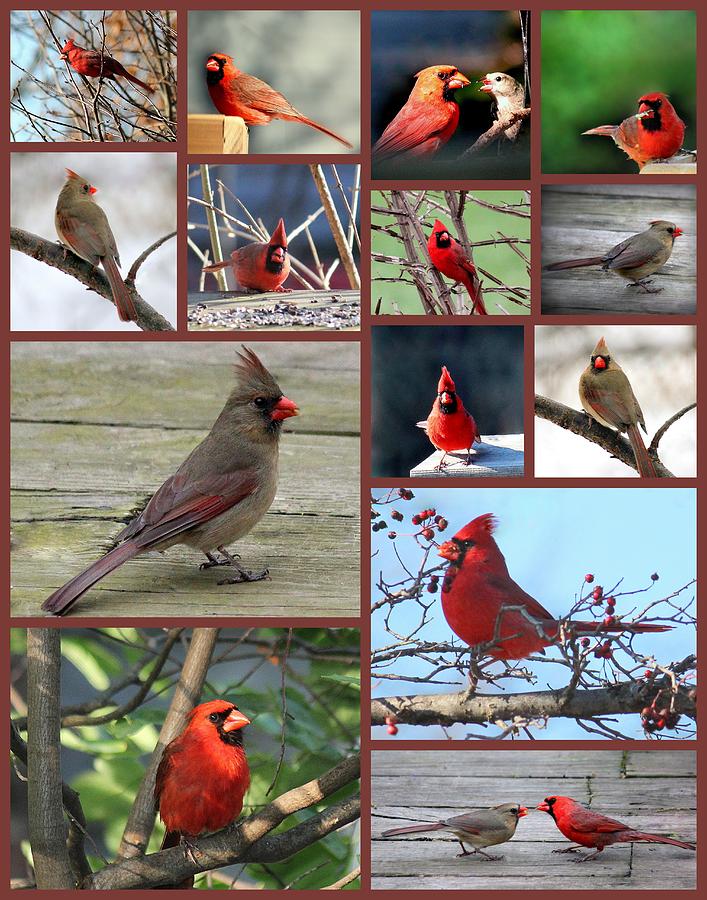 Cardinal Photograph - I Love the Cardinals by Rosanne Jordan