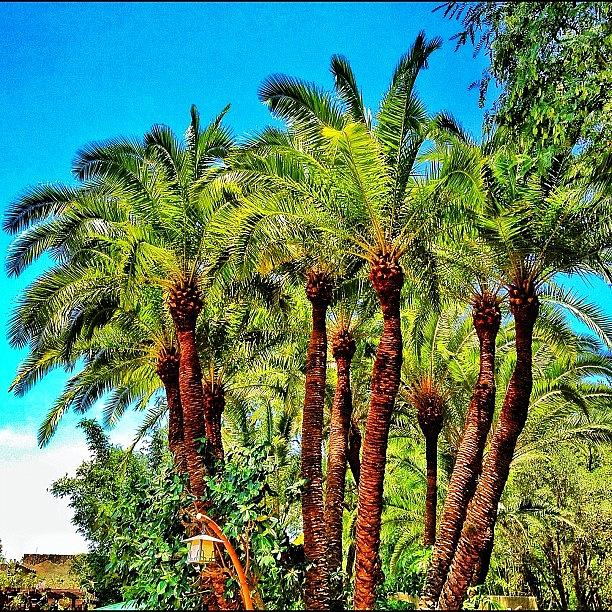 Flashback Photograph - I Love These Type Of Palm Trees! 🌴 by Yensids Sidekick