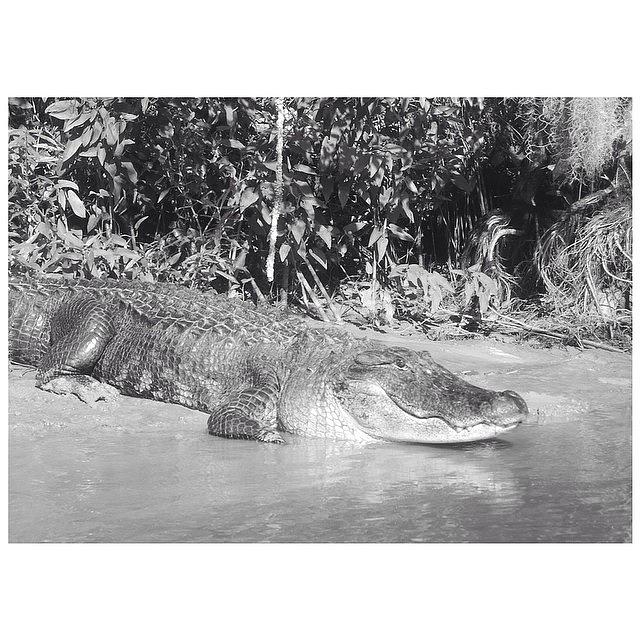 Alligator Photograph - Alligator by Alyson Von