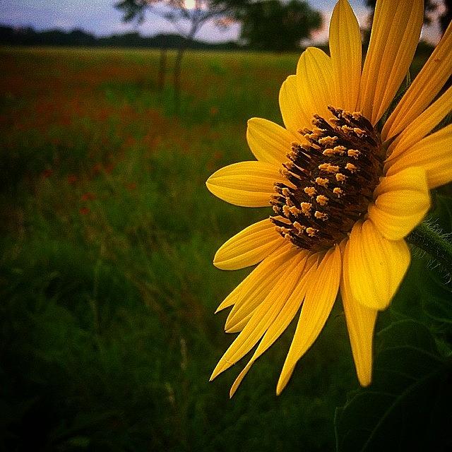 I Love When The Sunflowers Bloom In The Photograph by Amber Beasley