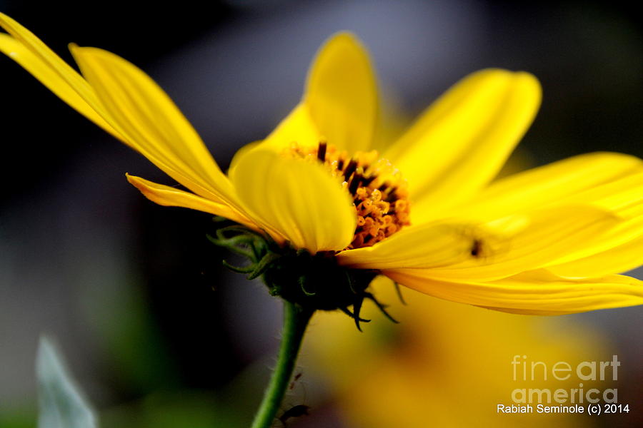 I Love Yellow Photograph by Rabiah Seminole