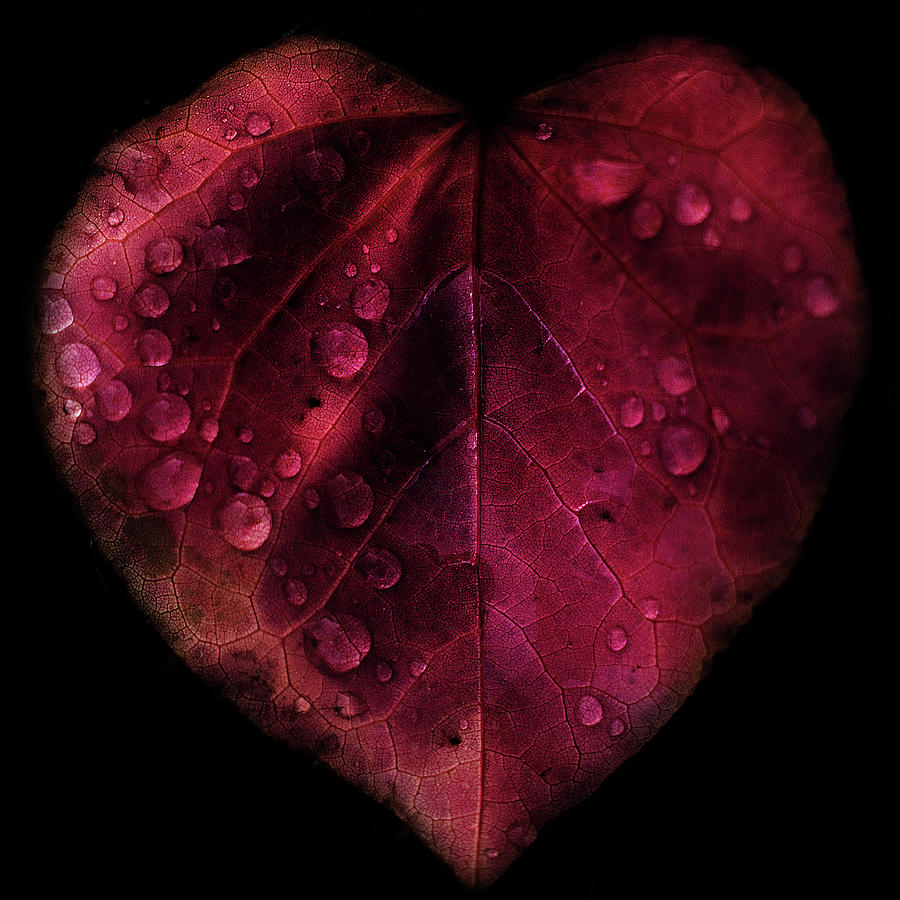 I Love You Leaf Photograph by Martin Hardman