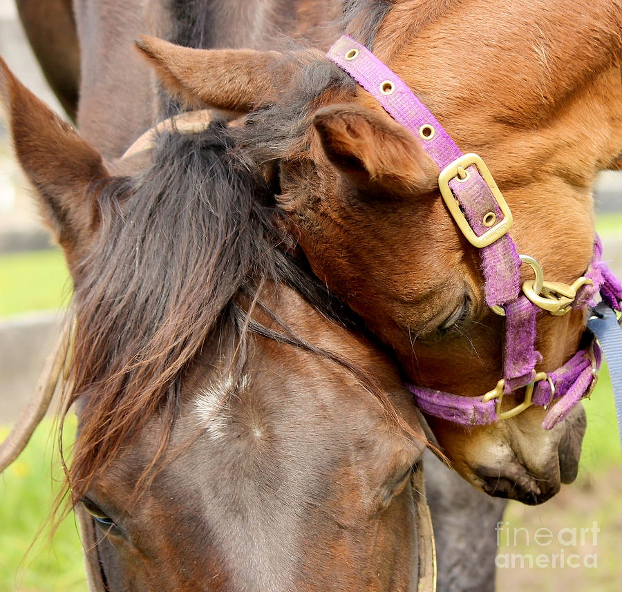 Horse Photograph - I Love You Mommy by Janice Byer