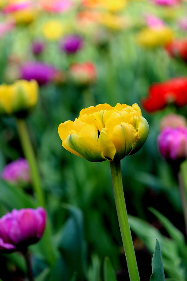 Tulip Photograph - I Love You Tulip by Rosanne Jordan