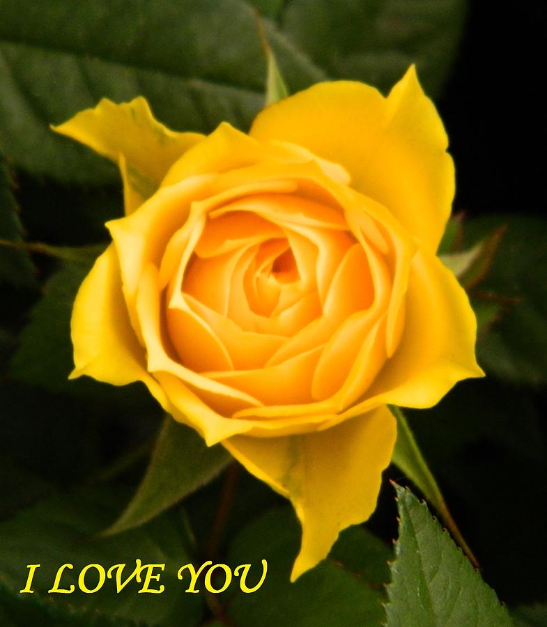 I Love You with yellow rose Photograph by Gallery Of Hope 