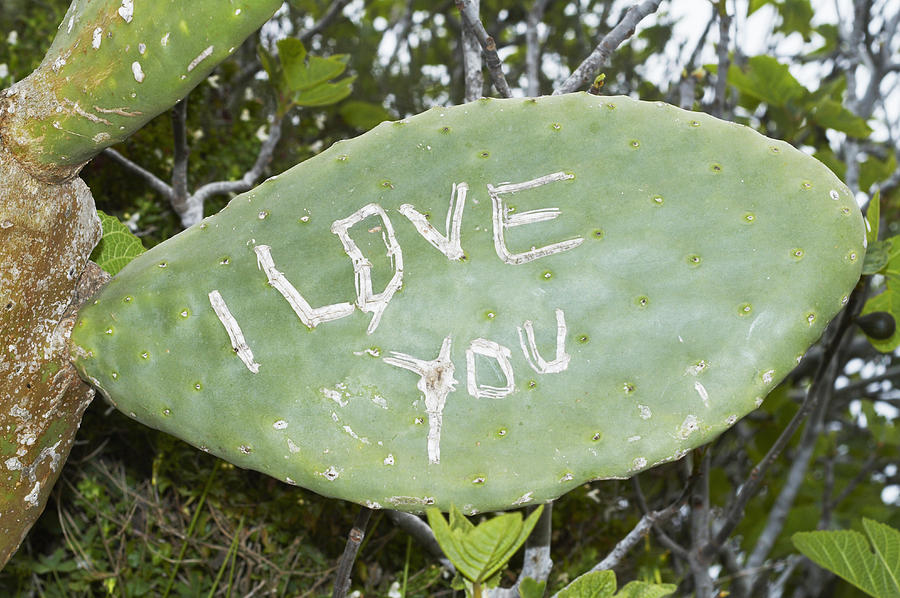 I Love You written on cactus leaf, close-up Photograph by Lilly Roadstones