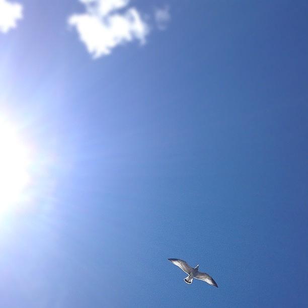 Bird Photograph - I Lover The Seagulls And Im So Proud by Tyler McGath